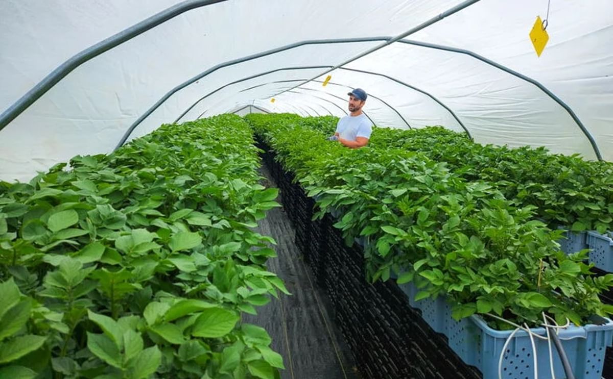 Peter Gerritsen in tending this year’s crop of tissue-culture Potato Plantlets