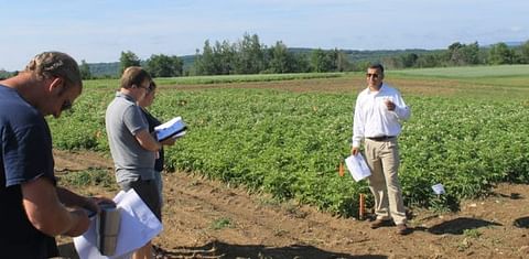 Range of potato experiments underway at Maine Research Farm (Aroostook)