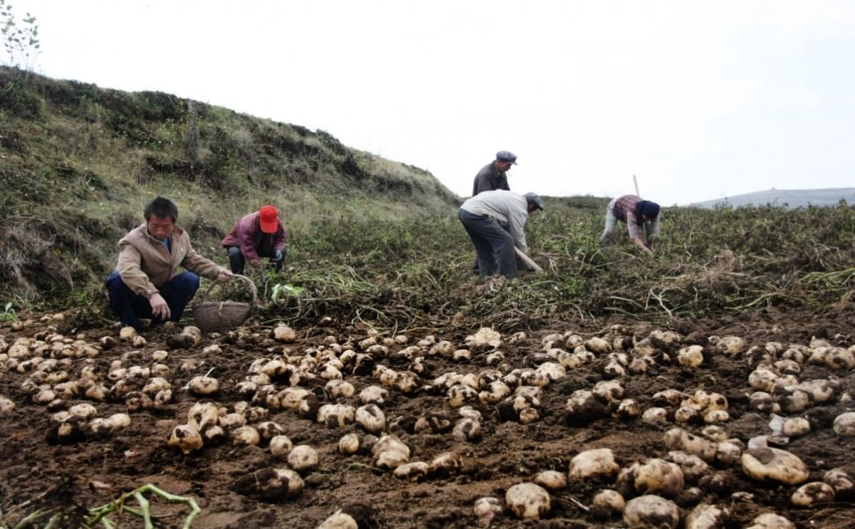 Arrancó la "revolución" de la papa en China