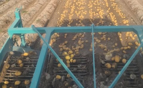 Arranque de patatas esta semana en Honcalada. Arranque de patatas esta semana en Honcalada.