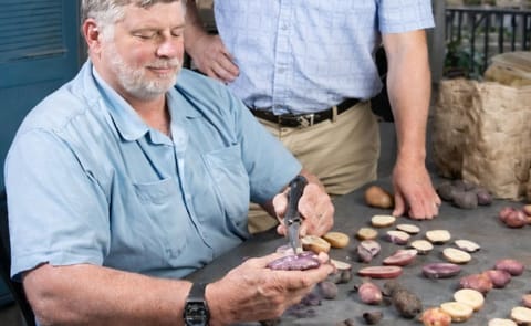 Potatoes Chock Full of Phytochemicals Potatoes Chock Full of Phytochemicals