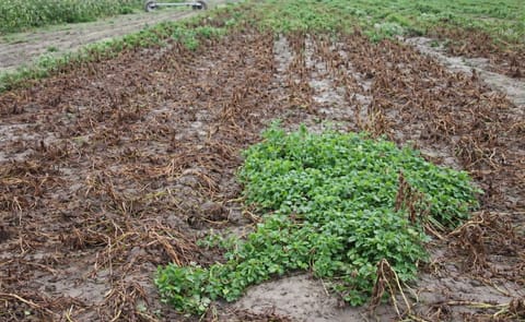 Defender: Late blight-Resistant Potato variety from ARS Research Defender: Late blight-Resistant Potato variety from ARS Research