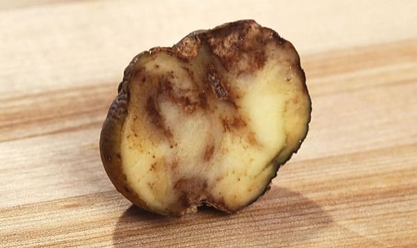 Potato infected with late blight (Courtesy: ARS / Scott Bauer)