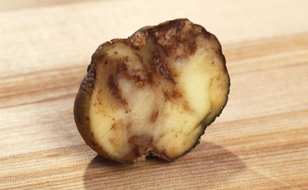 Potato infected with late blight (Courtesy: ARS / Scott Bauer) Potato infected with late blight (Courtesy: ARS / Scott Bauer)