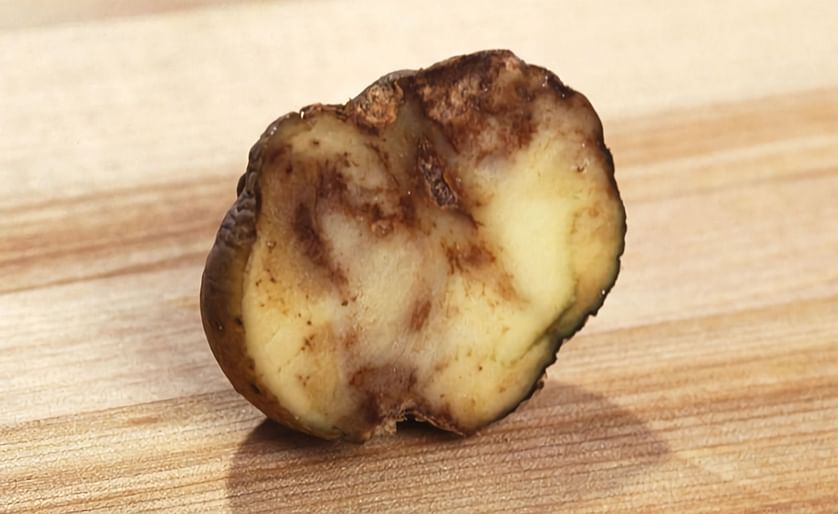 Potato infected with late blight (Courtesy: ARS / Scott Bauer)