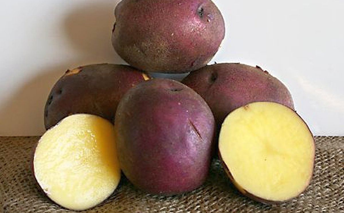 Potatoes with higher levels of carotenoids developed by ARS scientists Potatoes with higher levels of carotenoids developed by ARS scientists