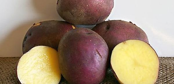 Potatoes with higher levels of carotenoids developed by ARS scientists