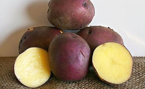 Investigadores desarrollan papas que contienen niveles más altos de carotenoides Investigadores desarrollan papas que contienen niveles más altos de carotenoides