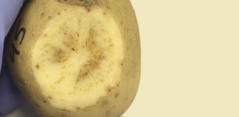 New type of zebra chip disease discovered in potato fields of Oregon