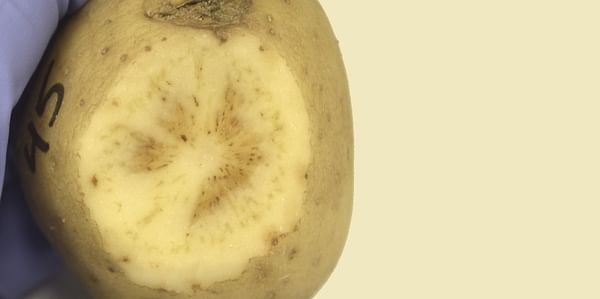 New type of zebra chip disease discovered in potato fields of Oregon