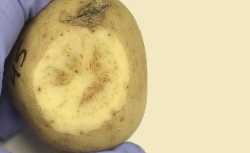 Named after the dark stripes that form inside potatoes after they are cut and fried, zebra chip disease is a potentially devastating affliction that can result in yield losses up to 100% for farmers (Courtesy: K. D. Swisher Grimm and S. F. Garczynski)