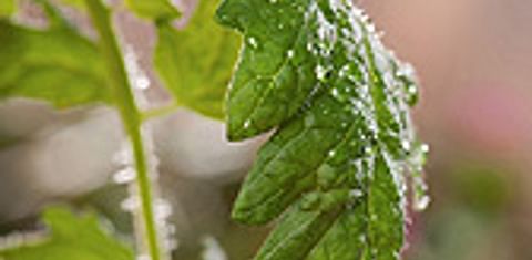 Estimulando las defensas naturales de plantas con una sustancia semejante a la aspirina