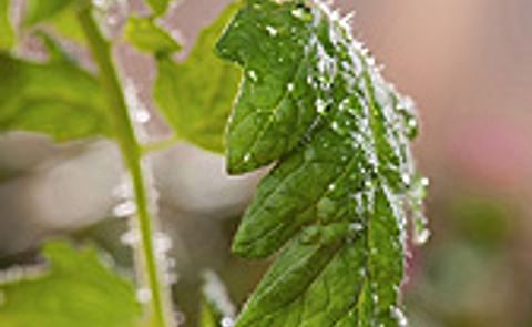 Estimulan las defensas naturales de plantas con una sustancia semejante a la aspirina Estimulan las defensas naturales de plantas con una sustancia semejante a la aspirina
