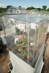 La posibilidad de rendimientos más altos de papas como resultado del cambio climático