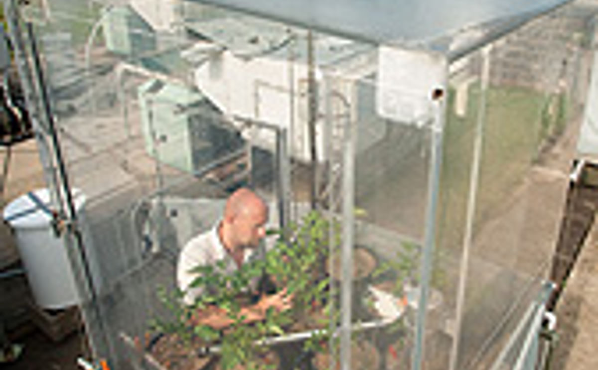 La posibilidad de obtener rendimientos más altos de papas como resultado del cambio climático La posibilidad de obtener rendimientos más altos de papas como resultado del cambio climático