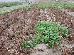 Defender: Late blight-Resistant Potato variety from ARS Research