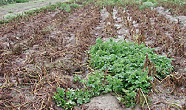 Defender: Green plants of the late blight-resistant potato variety Defender