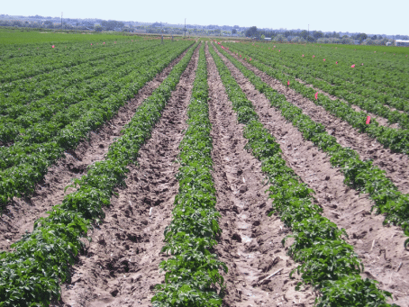 Planting potatoes in flat beds requires less water than planting in ridges. Photo shows 36"ridges (Photo Courtesy ARS) Planting potatoes in flat beds requires less water than planting in ridges. Photo shows 36"ridges (Photo Courtesy ARS)