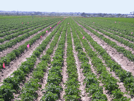 Planting potatoes in flat beds requires less water than planting in ridges. Photo shows seven-row planting configuration on a 12-foot-wide raised bed with rows spaced 18 inches apart. (Photo Courtesy ARS)  