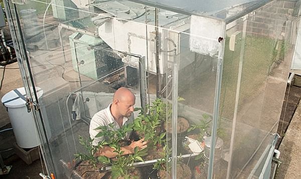 Agricultural engineer David Fleisher studies water-stressed potato plants in a soil-plant-atmosphere research chamber that controls carbon dioxide and irrigation levels. Results from the study reveal how climate change affects potato plant growth.