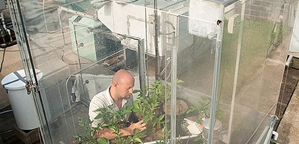 Agricultural engineer David Fleisher studies water-stressed potato plants in a soil-plant-atmosphere research chamber that controls carbon dioxide and irrigation levels. Results from the study reveal how climate change affects potato plant growth.