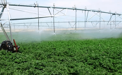 Artificial Irrigation in potato field