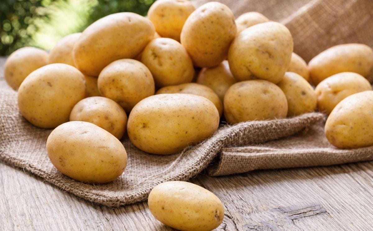 Así operaba en cartel de la papa en los Estados Unidos