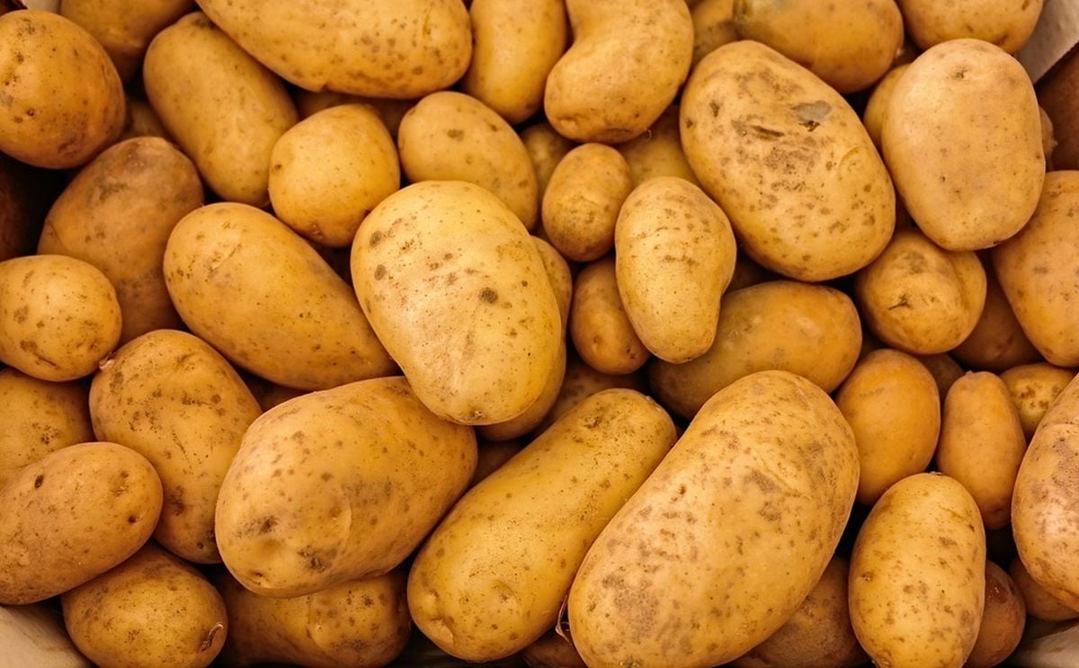 Asaja-León pide a los almacenistas de patatas que estabilicen los precios Asaja-León pide a los almacenistas de patatas que estabilicen los precios