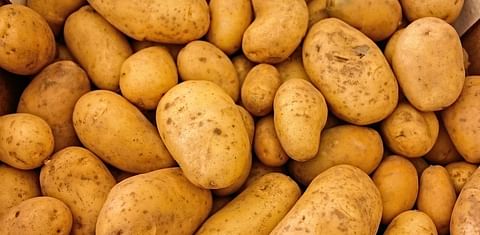 Asaja-León pide a los almacenistas de patatas que estabilicen los precios