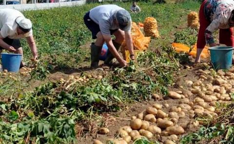 ASAJA Segovia denuncia hundimiento de precios de la patata para agricultores ASAJA Segovia denuncia hundimiento de precios de la patata para agricultores