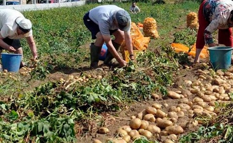 ASAJA Segovia denuncia hundimiento de precios de la patata para agricultores ASAJA Segovia denuncia hundimiento de precios de la patata para agricultores