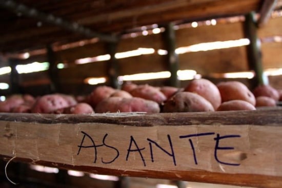 ‘Asante’ means 'thank you' in Swahili. Now, for farmers in Usambara, Northern Tanzania, 'Asante' also describes a recently introduced potato variety, which is helping the region become climate-smart.
(Courtesy: S. Quinn, CIP) ‘Asante’ means 'thank you' in Swahili. Now, for farmers in Usambara, Northern Tanzania, 'Asante' also describes a recently introduced potato variety, which is helping the region become climate-smart.
(Courtesy: S. Quinn, CIP)
