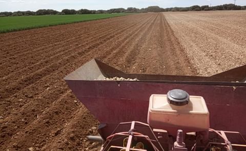 Así impulsan los bioestimulantes la patata de siembra Así impulsan los bioestimulantes la patata de siembra
