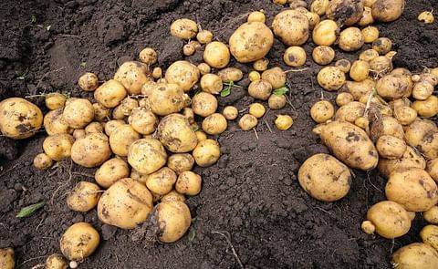 Asociación de productores comercializa mas de mil ton de papa Asociación de productores comercializa mas de mil ton de papa