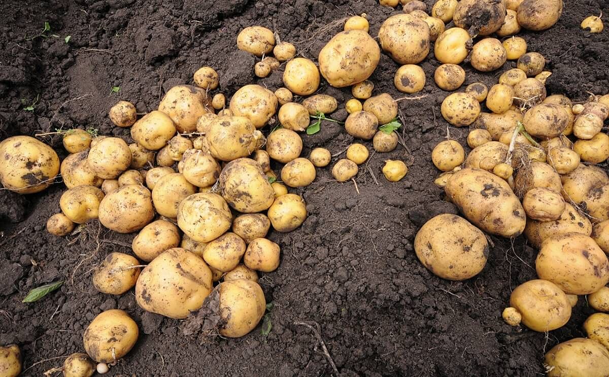 Asociación de productores comercializa mas de mil ton de papa Asociación de productores comercializa mas de mil ton de papa