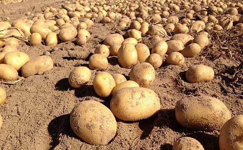 Asociafruit promotes the consumption of Andalusian early new potatoes