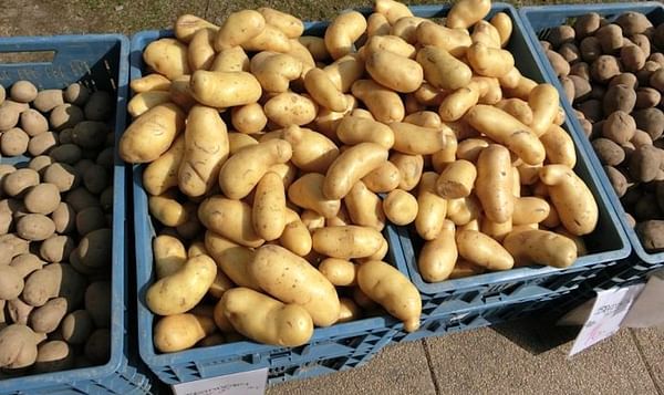 A Bumper Crop Brings Down Potato Prices, Causes Storage Nightmare, and Leave Farmers in Distress