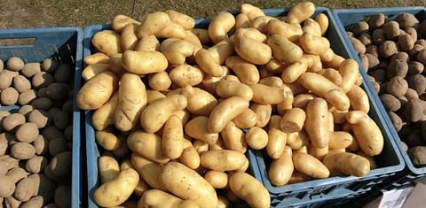 A Bumper Crop Brings Down Potato Prices, Causes Storage Nightmare, and Leave Farmers in Distress