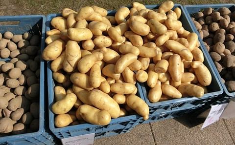 Asociafruit potato products