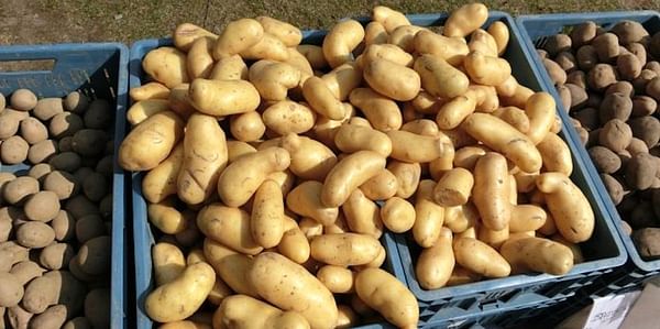 A Bumper Crop Brings Down Potato Prices, Causes Storage Nightmare, and Leave Farmers in Distress