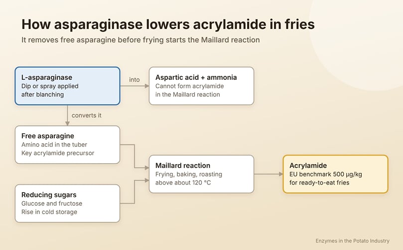 How Asparaginase Reduces Acrylamide in Fries How Asparaginase Reduces Acrylamide in Fries