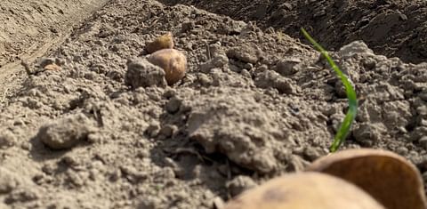 At the top of a hill, a tractor with a 17-foot wide planter plugs seed potatoes into the sandy ground at the Ice Harbor Hilltop Farm east of Burbank. (Courtesy: Northwest News Network)