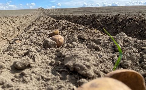 At the top of a hill, a tractor with a 17-foot wide planter plugs seed potatoes into the sandy ground at the Ice Harbor Hilltop Farm east of Burbank. At the top of a hill, a tractor with a 17-foot wide planter plugs seed potatoes into the sandy ground at the Ice Harbor Hilltop Farm east of Burbank.