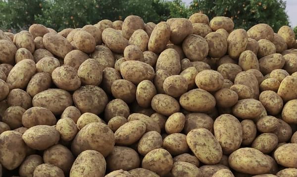 Atzmona Potatoes Production Ltd