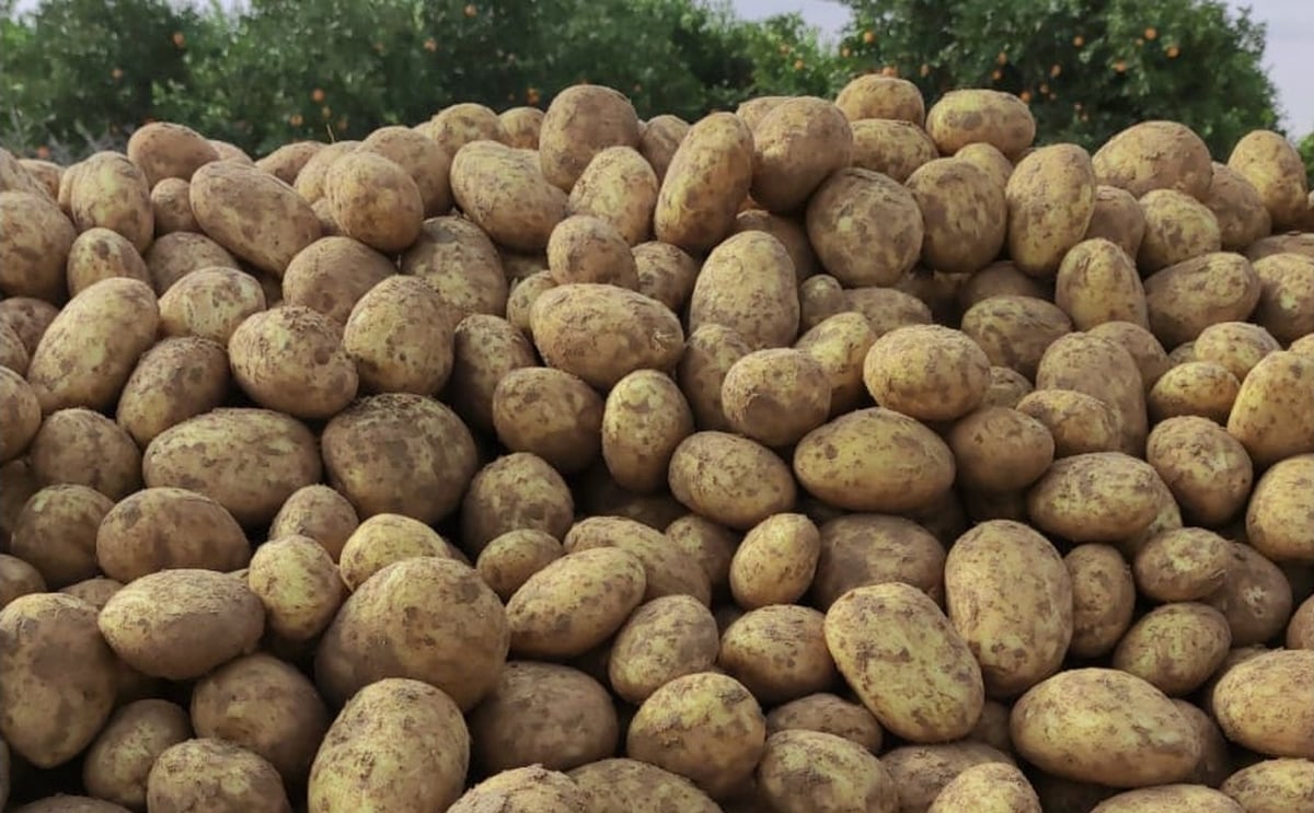 Atzmona Potatoes Production Ltd Atzmona Potatoes Production Ltd