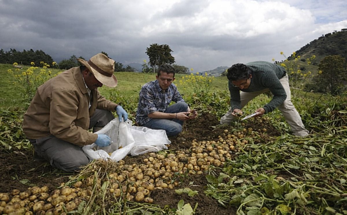 Aumentan los consumidores de papa criolla en Colombia