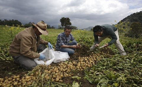 Aumentan los consumidores de papa criolla en Colombia Aumentan los consumidores de papa criolla en Colombia