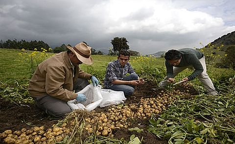 Aumentan los consumidores de papa criolla en Colombia Aumentan los consumidores de papa criolla en Colombia
