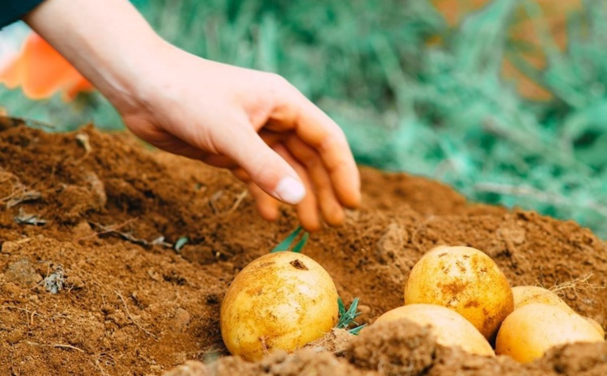 Potatoes in Australia: mashing previous records.