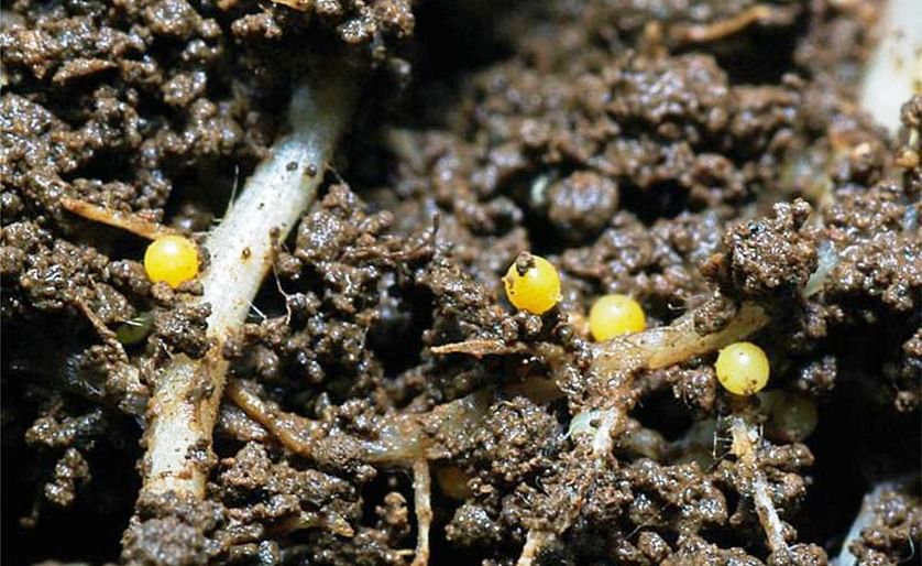 Potato Cyst Nematode (PCN)-infested roots under high magnification. Cysts, the bodies of female nematodes containing nematode eggs, are initially yellow and darken with age.
Courtesy: Pests and Diseases Image Library (PaDil) Australia
